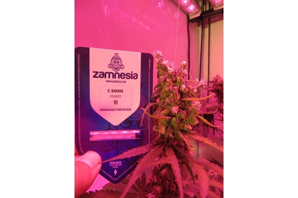 Banana (Zamnesia Seeds) Feminiserede Banana (Zamnesia Seeds) Feminiserede