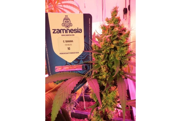 Banana (Zamnesia Seeds) Feminiserede Banana (Zamnesia Seeds) Feminiserede