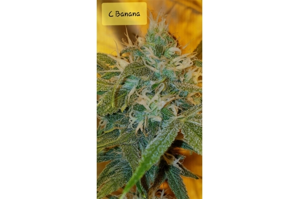 Banana (Zamnesia Seeds) Feminiserede Banana (Zamnesia Seeds) Feminiserede