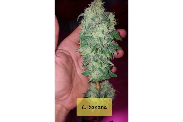 Banana (Zamnesia Seeds) Feminiserede Banana (Zamnesia Seeds) Feminiserede
