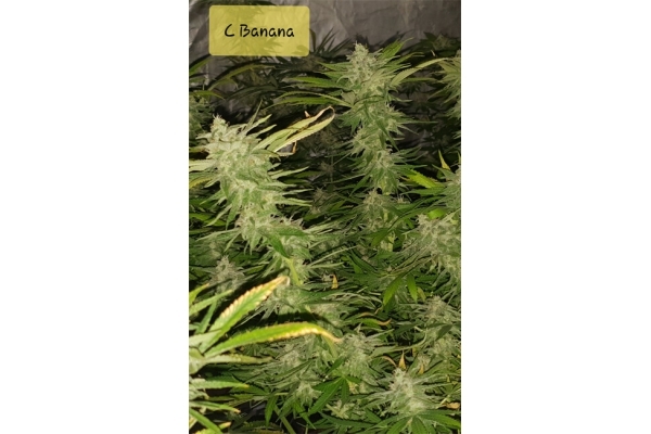 Banana (Zamnesia Seeds) Feminiserede Banana (Zamnesia Seeds) Feminiserede