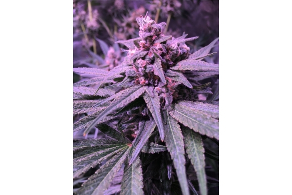 Banana (Zamnesia Seeds) Feminiserede Banana (Zamnesia Seeds) Feminiserede