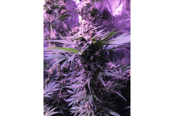 Banana (Zamnesia Seeds) Feminiserede Banana (Zamnesia Seeds) Feminiserede