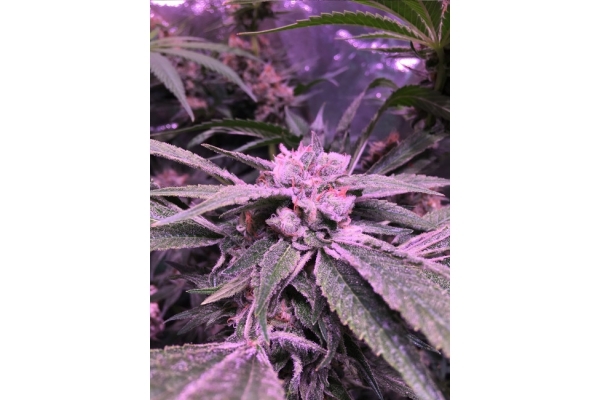 Banana (Zamnesia Seeds) Feminiserede Banana (Zamnesia Seeds) Feminiserede