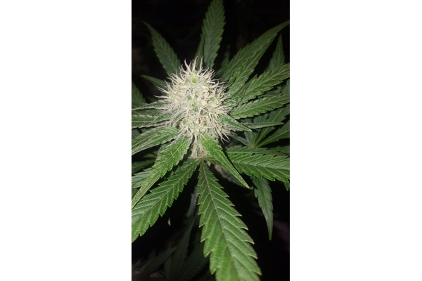 Lemon Power Haze (Zamnesia Seeds) Feminiserede Lemon Power Haze (Zamnesia Seeds) Feminiserede