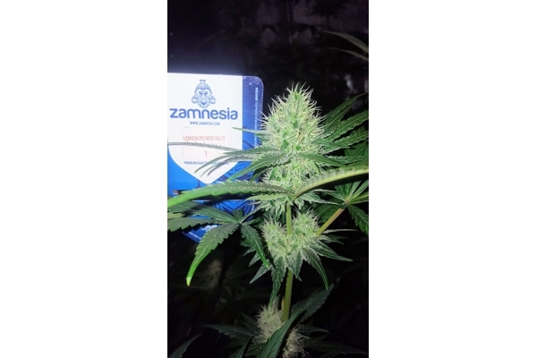Lemon Power Haze (Zamnesia Seeds) Feminiserede Lemon Power Haze (Zamnesia Seeds) Feminiserede