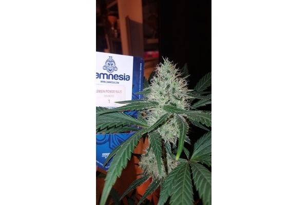 Lemon Power Haze (Zamnesia Seeds) Feminiserede Lemon Power Haze (Zamnesia Seeds) Feminiserede