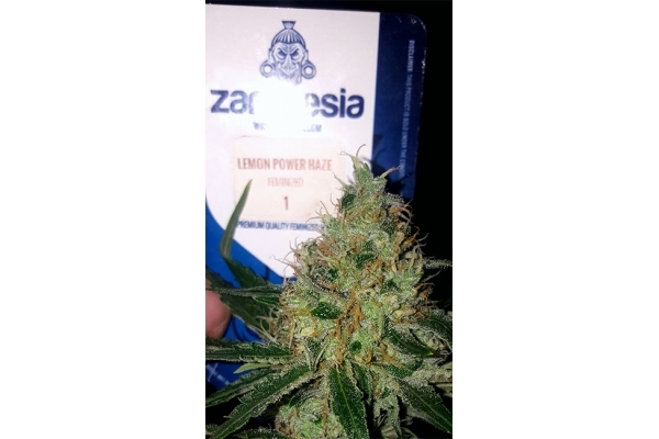 Lemon Power Haze (Zamnesia Seeds) Feminiserede Lemon Power Haze (Zamnesia Seeds) Feminiserede