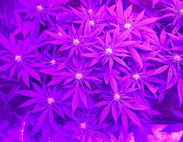 Lemon Power Haze (Zamnesia Seeds) Feminiserede Lemon Power Haze (Zamnesia Seeds) Feminiserede