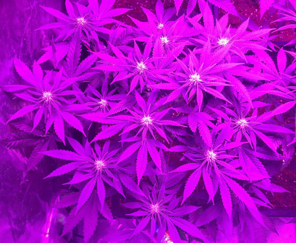 Lemon Power Haze (Zamnesia Seeds) Feminiserede Lemon Power Haze (Zamnesia Seeds) Feminiserede