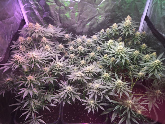 Lemon Power Haze (Zamnesia Seeds) Feminiserede Lemon Power Haze (Zamnesia Seeds) Feminiserede