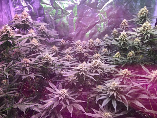 Lemon Power Haze (Zamnesia Seeds) Feminiserede Lemon Power Haze (Zamnesia Seeds) Feminiserede