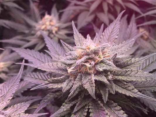 Lemon Power Haze (Zamnesia Seeds) Feminiserede Lemon Power Haze (Zamnesia Seeds) Feminiserede