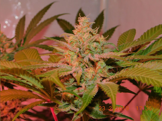 Lemon Power Haze (Zamnesia Seeds) Feminiserede Lemon Power Haze (Zamnesia Seeds) Feminiserede