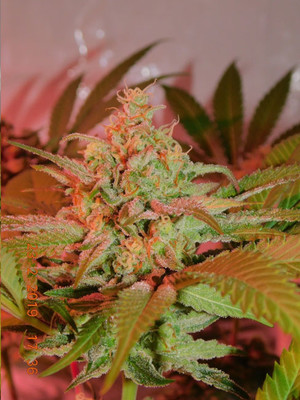 Lemon Power Haze (Zamnesia Seeds) Feminiserede Lemon Power Haze (Zamnesia Seeds) Feminiserede