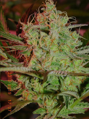Lemon Power Haze (Zamnesia Seeds) Feminiserede Lemon Power Haze (Zamnesia Seeds) Feminiserede