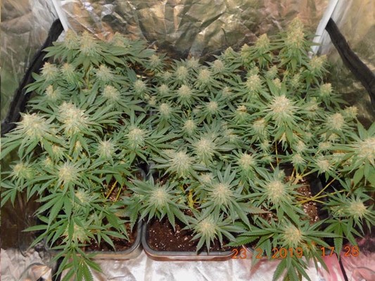 Lemon Power Haze (Zamnesia Seeds) Feminiserede Lemon Power Haze (Zamnesia Seeds) Feminiserede