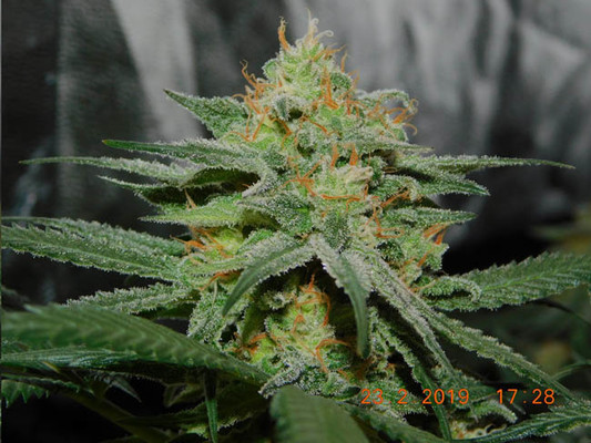 Lemon Power Haze (Zamnesia Seeds) Feminiserede Lemon Power Haze (Zamnesia Seeds) Feminiserede
