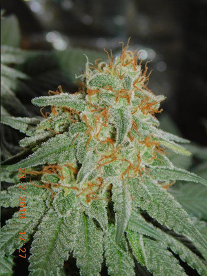 Lemon Power Haze (Zamnesia Seeds) Feminiserede Lemon Power Haze (Zamnesia Seeds) Feminiserede