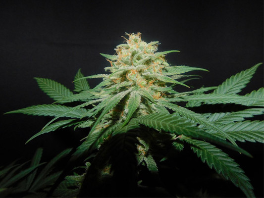 Lemon Power Haze (Zamnesia Seeds) Feminiserede Lemon Power Haze (Zamnesia Seeds) Feminiserede