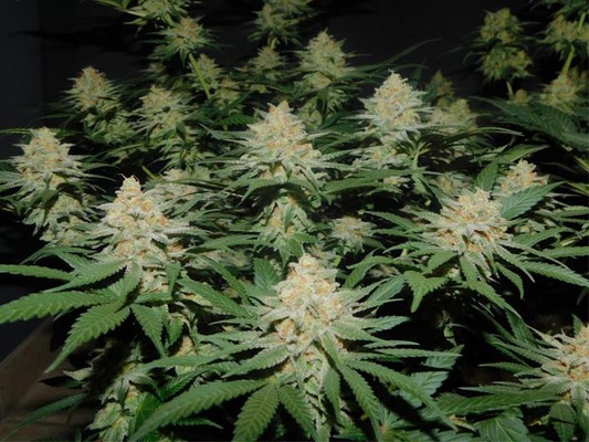 Lemon Power Haze (Zamnesia Seeds) Feminiserede Lemon Power Haze (Zamnesia Seeds) Feminiserede