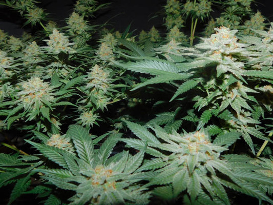 Lemon Power Haze (Zamnesia Seeds) Feminiserede Lemon Power Haze (Zamnesia Seeds) Feminiserede