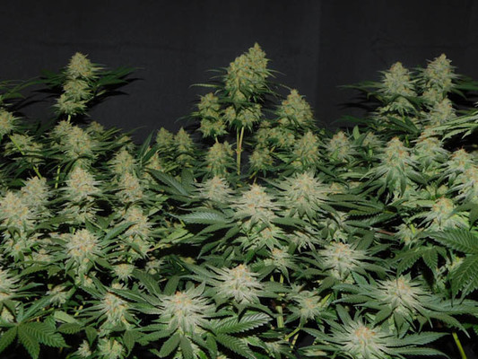 Lemon Power Haze (Zamnesia Seeds) Feminiserede Lemon Power Haze (Zamnesia Seeds) Feminiserede