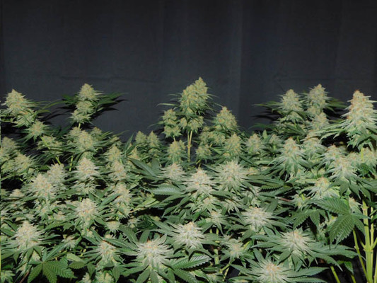 Lemon Power Haze (Zamnesia Seeds) Feminiserede Lemon Power Haze (Zamnesia Seeds) Feminiserede