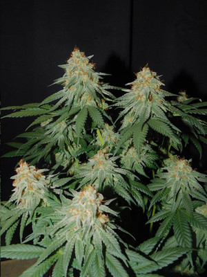 Lemon Power Haze (Zamnesia Seeds) Feminiserede Lemon Power Haze (Zamnesia Seeds) Feminiserede