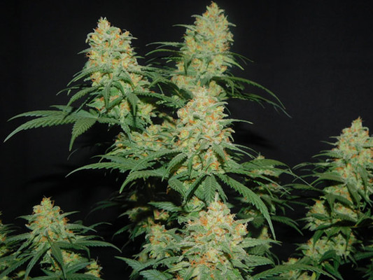 Lemon Power Haze (Zamnesia Seeds) Feminiserede Lemon Power Haze (Zamnesia Seeds) Feminiserede