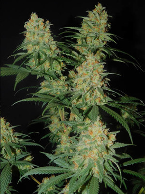 Lemon Power Haze (Zamnesia Seeds) Feminiserede Lemon Power Haze (Zamnesia Seeds) Feminiserede