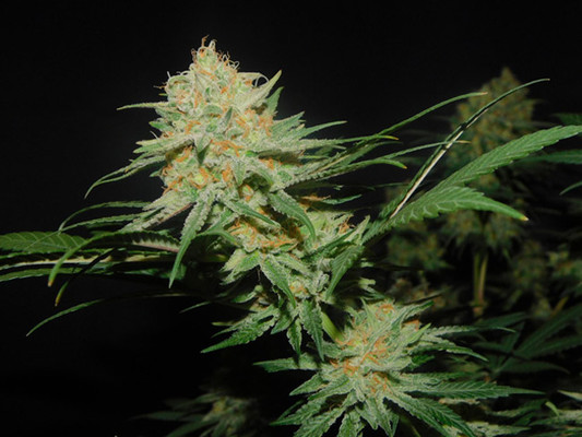 Lemon Power Haze (Zamnesia Seeds) Feminiserede Lemon Power Haze (Zamnesia Seeds) Feminiserede