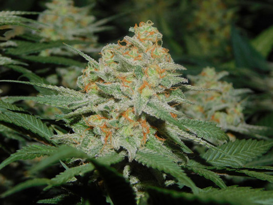 Lemon Power Haze (Zamnesia Seeds) Feminiserede Lemon Power Haze (Zamnesia Seeds) Feminiserede