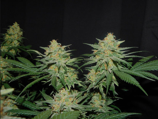 Lemon Power Haze (Zamnesia Seeds) Feminiserede Lemon Power Haze (Zamnesia Seeds) Feminiserede