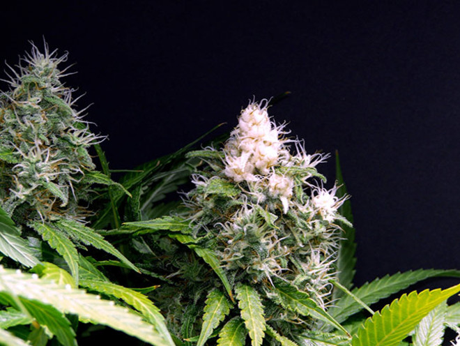 Lemon Power Haze (Zamnesia Seeds) Feminiserede Lemon Power Haze (Zamnesia Seeds) Feminiserede