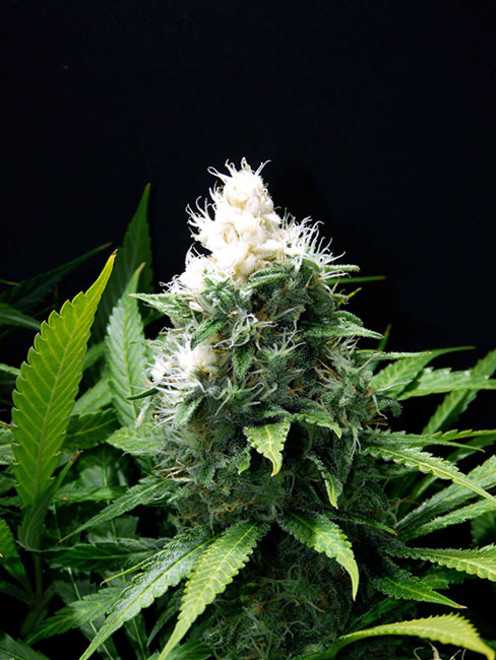 Lemon Power Haze (Zamnesia Seeds) Feminiserede Lemon Power Haze (Zamnesia Seeds) Feminiserede