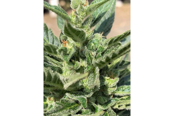 CBD Fix Autoflower (Zamnesia Seeds) Feminiserede CBD Fix Autoflower (Zamnesia Seeds) Feminiserede