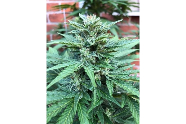 CBD Fix Autoflower (Zamnesia Seeds) Feminiserede CBD Fix Autoflower (Zamnesia Seeds) Feminiserede