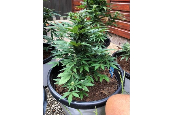 CBD Fix Autoflower (Zamnesia Seeds) Feminiserede CBD Fix Autoflower (Zamnesia Seeds) Feminiserede