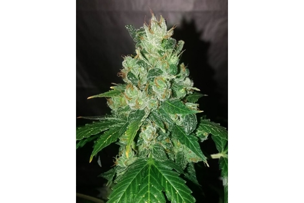 CBD Fix Autoflower (Zamnesia Seeds) Feminiserede CBD Fix Autoflower (Zamnesia Seeds) Feminiserede