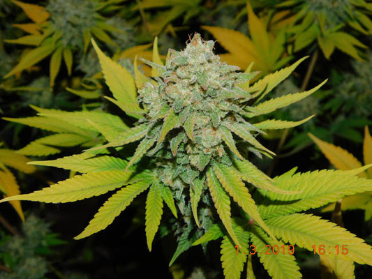 Gorilla #4 (BSB Genetics) Feminiserede Gorilla #4 (BSB Genetics) Feminiserede