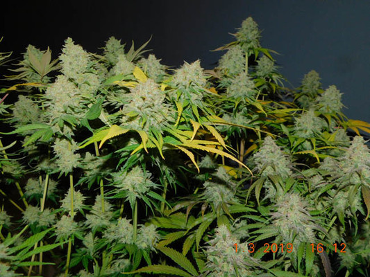 Gorilla #4 (BSB Genetics) Feminiserede Gorilla #4 (BSB Genetics) Feminiserede