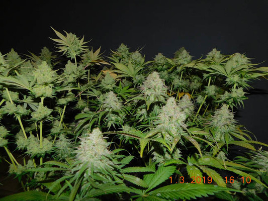 Gorilla #4 (BSB Genetics) Feminiserede Gorilla #4 (BSB Genetics) Feminiserede