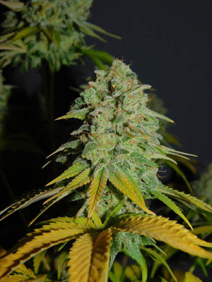 Gorilla #4 (BSB Genetics) Feminiserede Gorilla #4 (BSB Genetics) Feminiserede