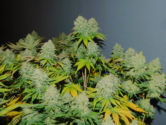 Gorilla #4 (BSB Genetics) Feminiserede Gorilla #4 (BSB Genetics) Feminiserede