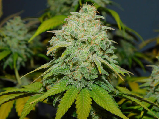 Gorilla #4 (BSB Genetics) Feminiserede Gorilla #4 (BSB Genetics) Feminiserede