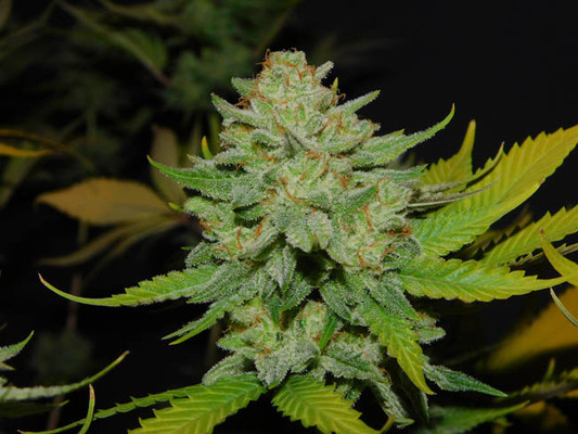 Gorilla #4 (BSB Genetics) Feminiserede Gorilla #4 (BSB Genetics) Feminiserede