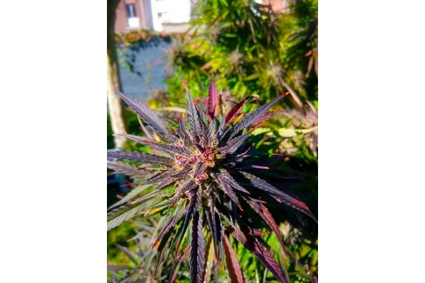 Blue Forest Berry (Growers Choice) Feminiserede Blue Forest Berry (Growers Choice) Feminiserede