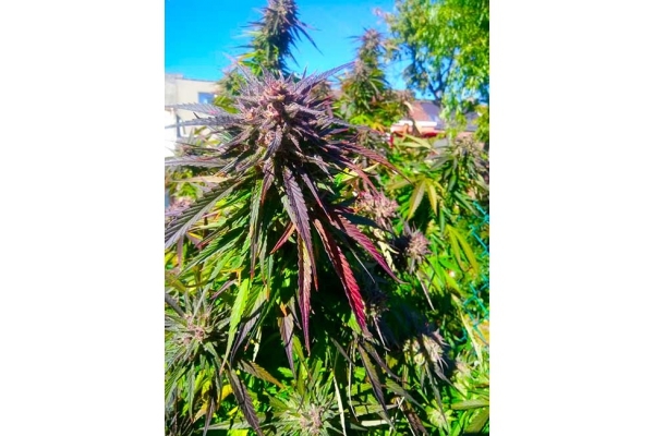 Blue Forest Berry (Growers Choice) Feminiserede Blue Forest Berry (Growers Choice) Feminiserede