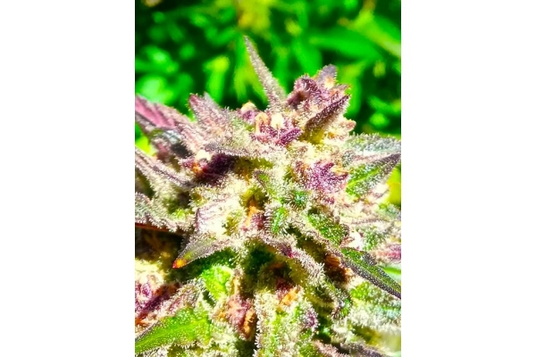 Blue Forest Berry (Growers Choice) Feminiserede Blue Forest Berry (Growers Choice) Feminiserede